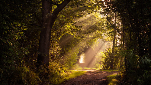duvenstedt duvenstedterbrook germany hamburg naturereserve tangstedt schleswigholstein deutschland de tree trees sun sunshine shadow path light