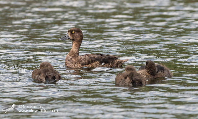 Tufted duck and duckling