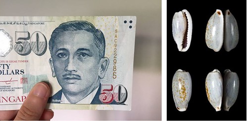 Singapore $50 banknote with cowries