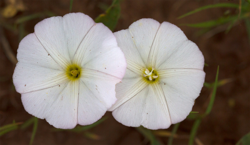 Wild-Flower-8,9,10-7D1-081917