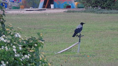 Bird on Maadi Island