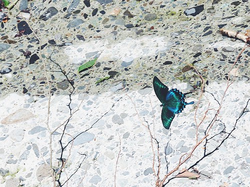 Butterfly on concrete, Osawa ravine, Mt. Fuji