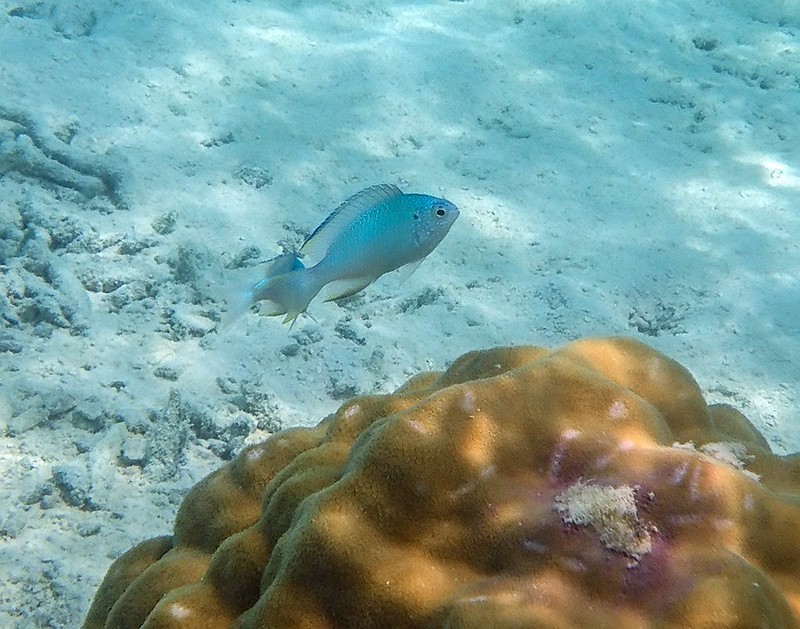 Petits poissons des Maldives. 36856630382_6f2a56fcbe_c