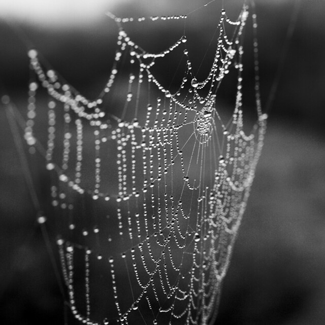 Water drops like pearls on cobweb