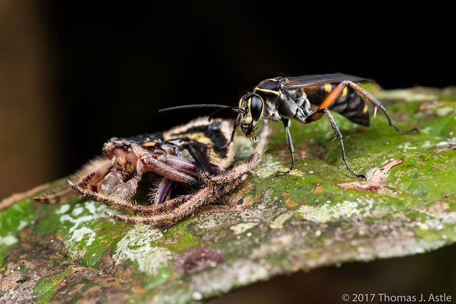 Wasp With Spider Prey