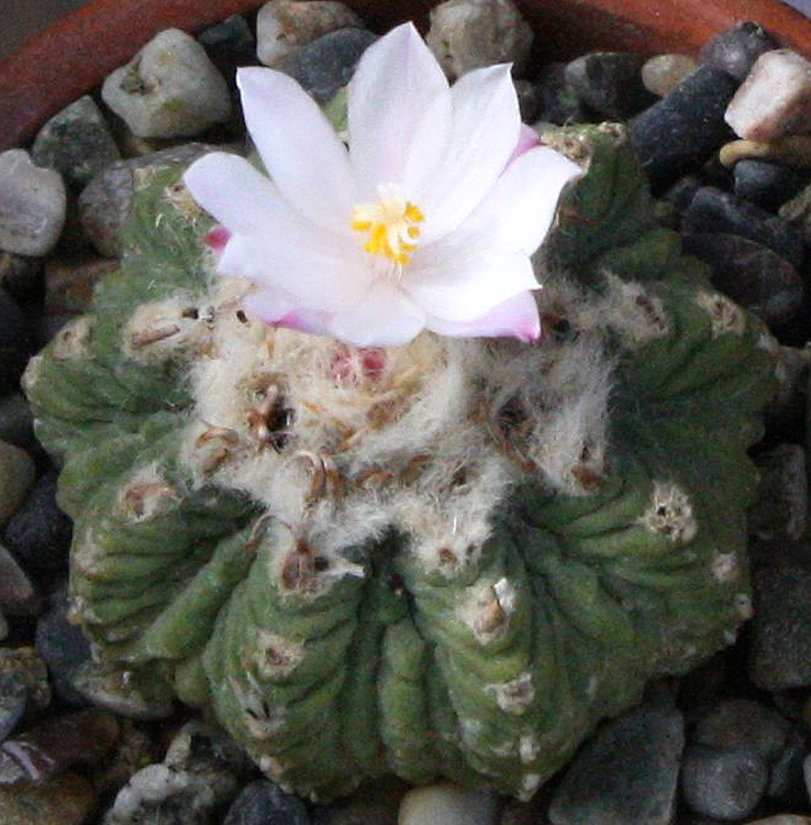 New cactus aztekium valdezii 10 seeds very rare 