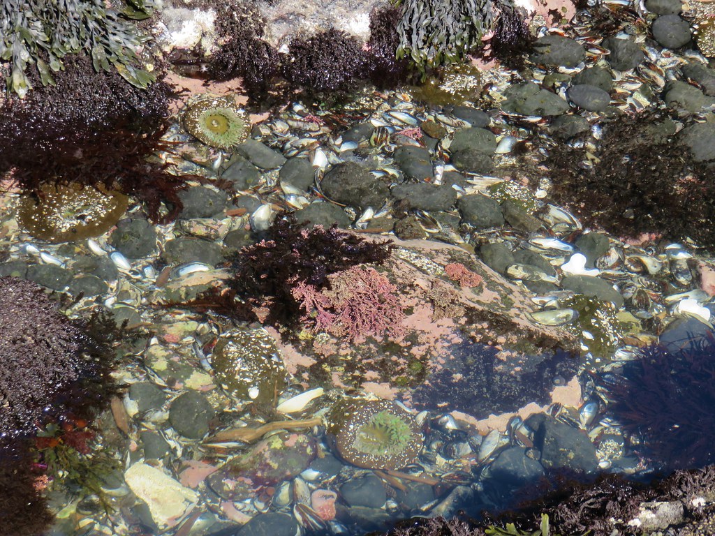 Tide pool at Cobble Beach - Yaquina Head Outstanding Natural Area