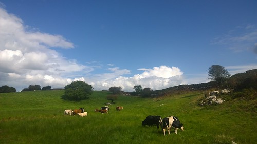 field cattle green blue tree ireland farm hillside cows lumia1020 cameraphone light sunshine
