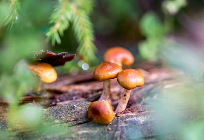 syksy syyskuu oranssi pieni lahosieni sieni ei syötävä (1 of 1)