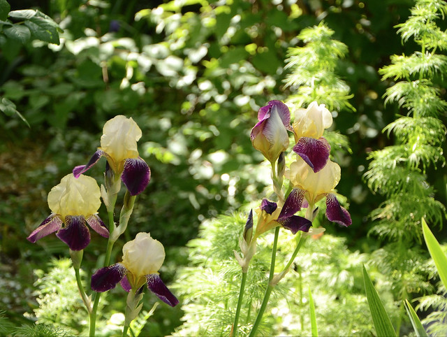 Iris 'Salonique' - Flora [identification] 37075486736_56540355aa_z