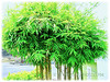Bambusa multiplex (Clumping Bamboo, Hedge Bamboo, Chinese Dwarf Bamboo, Buluh Pagar in Malay)