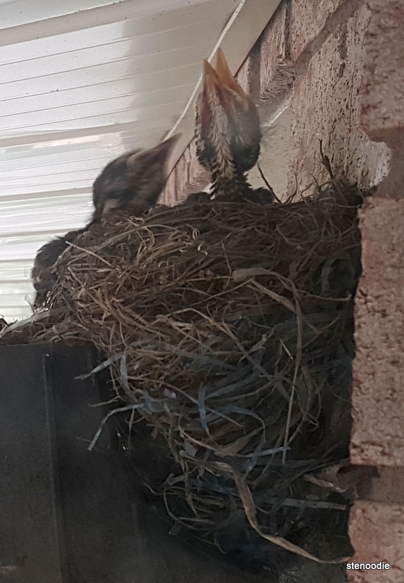  Baby robin in nest crying for food