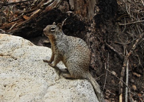 Rock Squirrel, South Fork of Cave Creek, AZ