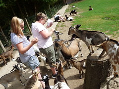 Cerza Zoo - feeding goats - Photo of Saint-Pierre-de-Cormeilles