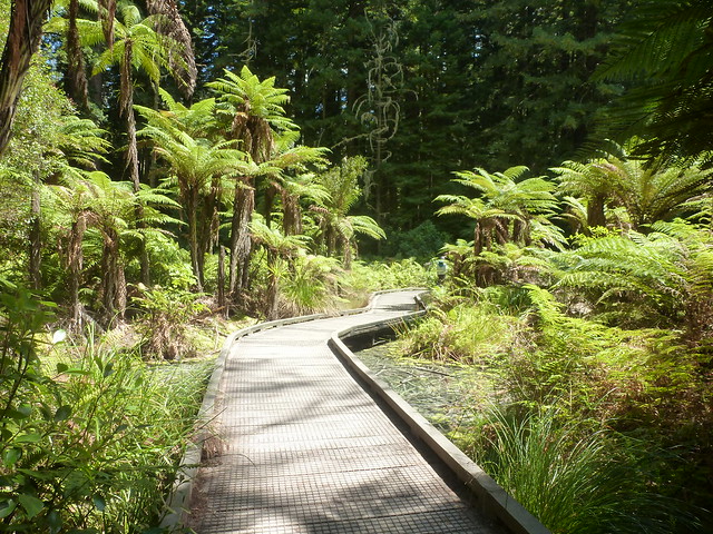 NUEVA ZELANDA. POR LA TIERRA DE LA LARGA NUBE BLANCA - Blogs de Nueva Zelanda - Descubriendo el olor de Rotorua (18)