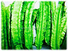 Psophocarpus tetragonolobus (Four-angled Bean, Winged Bean/Pea, Princess/Asparagus Pea, Manila/Goa Bean, Kacang Botol in Malay)