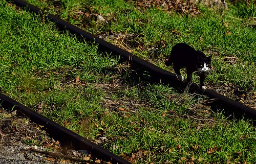 cat railroad track pennsylvania