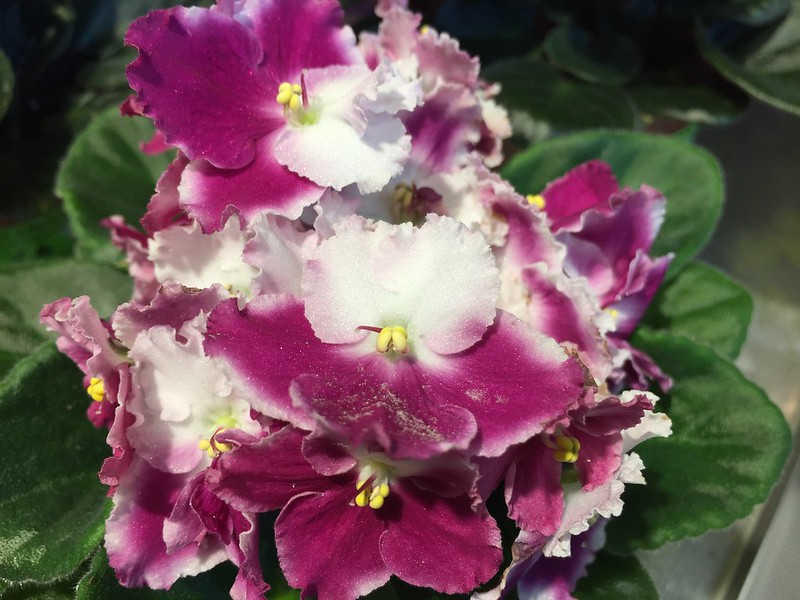 Flower of the Day: 03.11.2017 African Violet | Chronicles of an Anglo Swiss