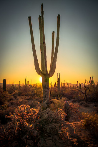 hdr saguaro nationalpark sunset cholla