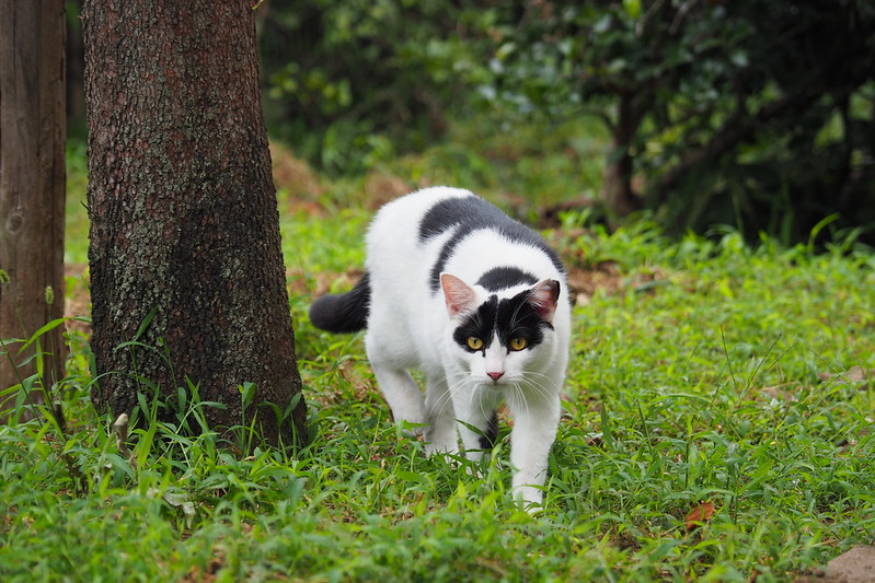 池袋駅前公園の猫。小春を見つけて様子見に来る黒ブチ。