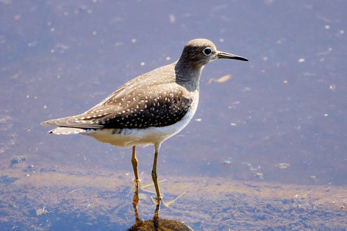 edgemere maryland unitedstates usa birds sandpipers shorebirds solitarysandpiper sony70300mmgii tringasolitaria