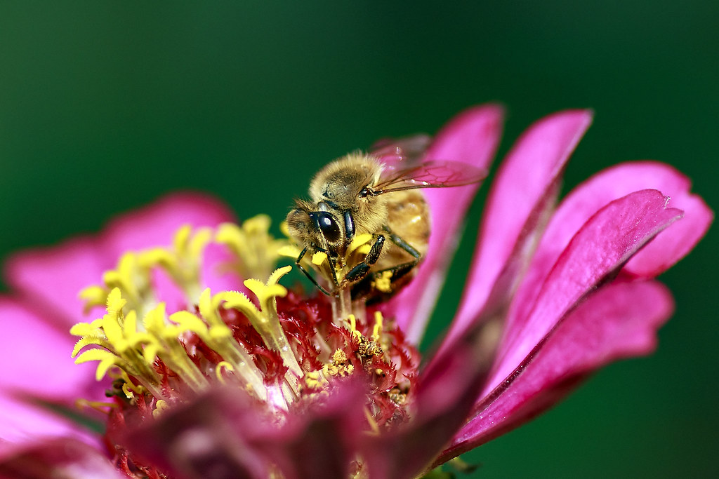 Honeybee on the Zinnia