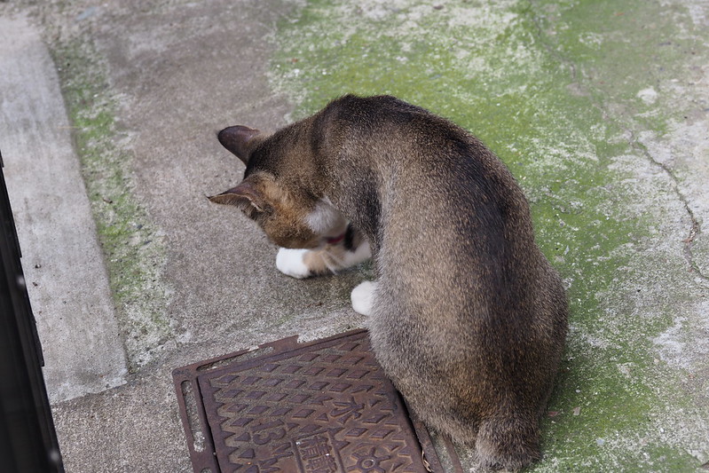 池袋本町電車の見える公園の猫。アビミックス