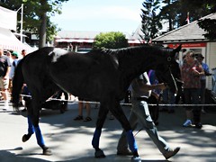 A Day at Saratoga Race Track