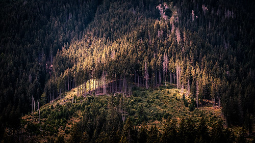 carpathians trees hike romania landscape nature hiking mountain shadows outdoor piatra craiului climbing light moieciu județulbrașov ro onsale