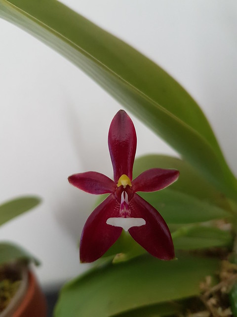 Phalaenopsis cornu-cervi f. chattaladae #2 36992993342_d438fc324d_z