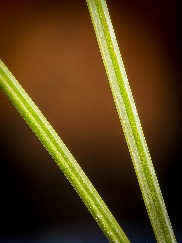 Angraecum popowii (channelled leaves)