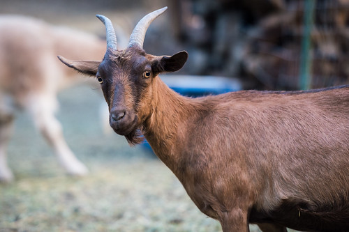 scowl summer goat candid idaho serious horns animal posing grangeville unitedstates us