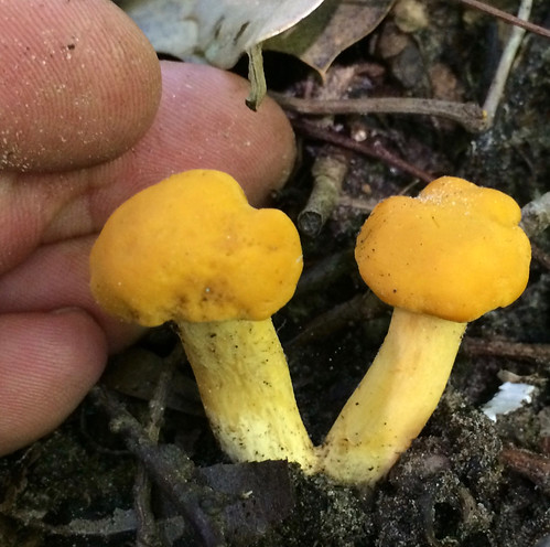 Mushroom Golden Chanterelle