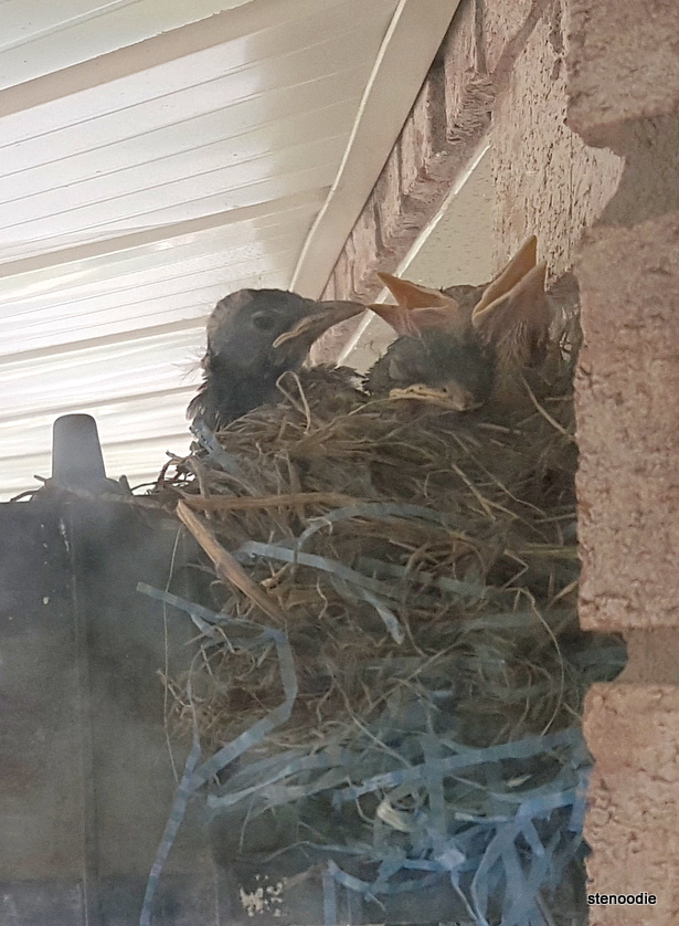  baby robins in nest