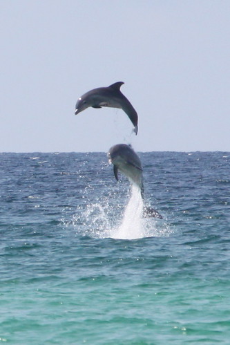 Dolphins are awesome.