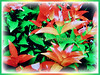 Syzygium myrtifolium (Red Lip, Wild Cinnamon, Australian Brush Cherry, Kelat Paya/Oil in Malay)