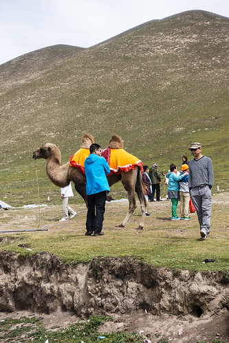 animals asia china people qinghai riyuemountain sonyrx100iii camel culture geography nature tourist sunandmoonmountain chn