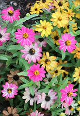 PInk and yellow zinnias