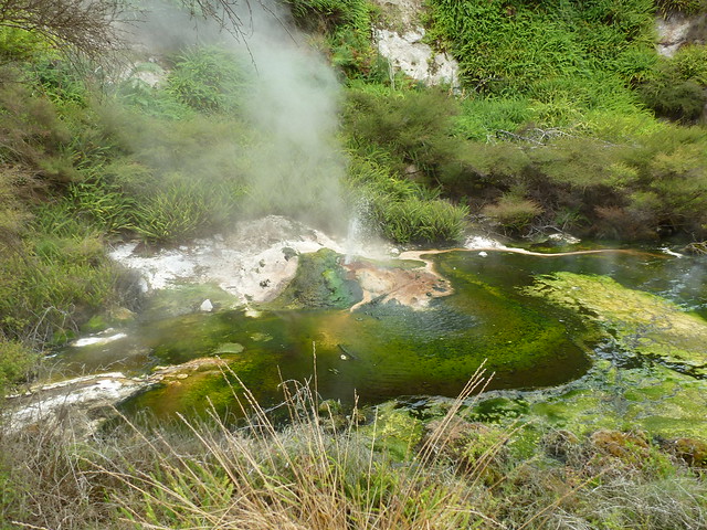 NUEVA ZELANDA. POR LA TIERRA DE LA LARGA NUBE BLANCA - Blogs de Nueva Zelanda - Valle volcánico de Waimangu (14)