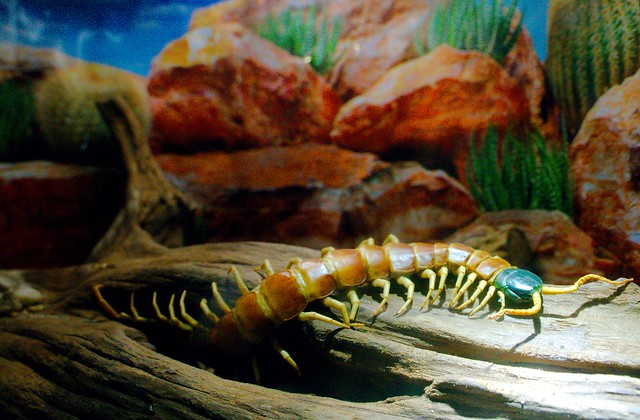 Sonora Desert Centipede