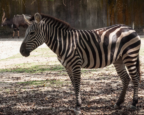 Zebra in Profile