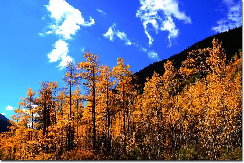Fall colors, Guanella Pass, Colorado (10)