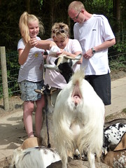 Cerza Zoo - feeding goats (2) - Photo of Le Faulq