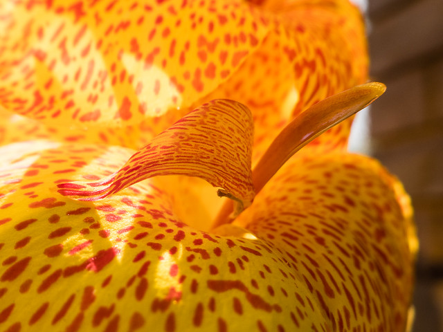 flower closeup