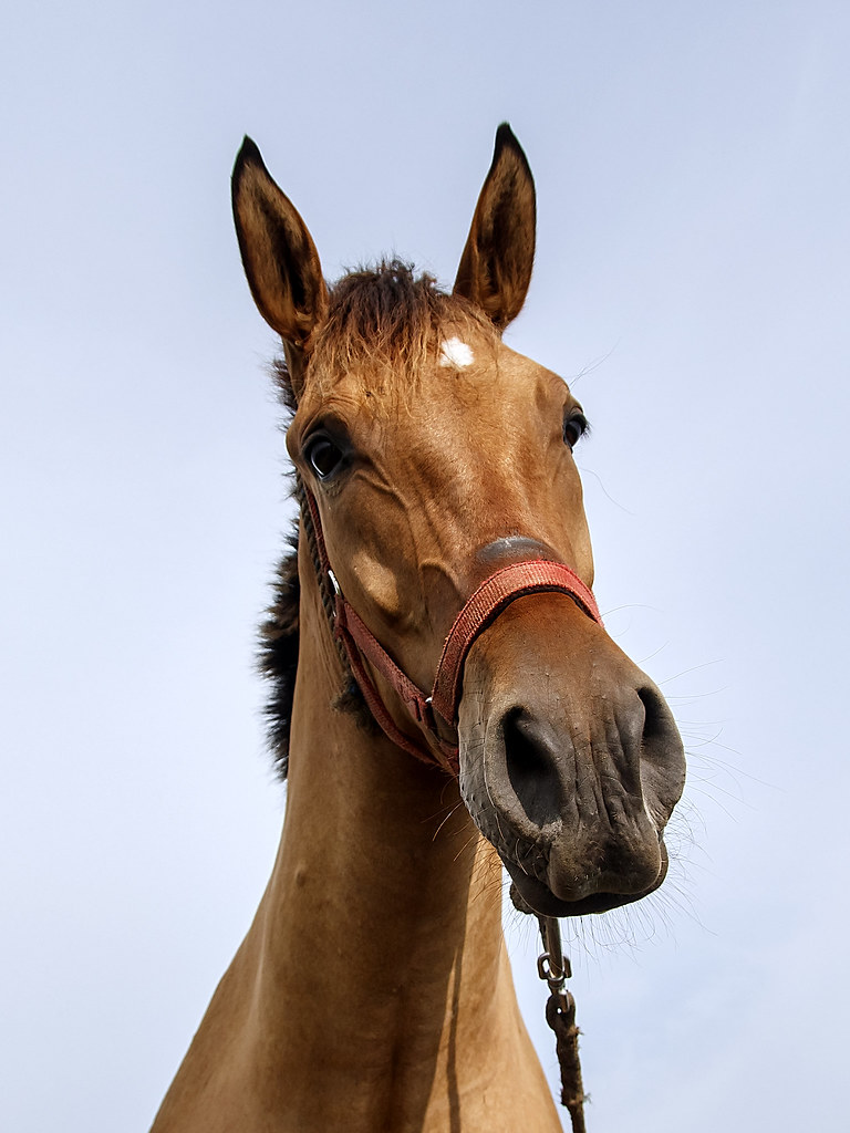 Horse's Portrait