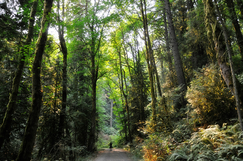 Forest Park Portland @ Mt. Hope Chronicles
