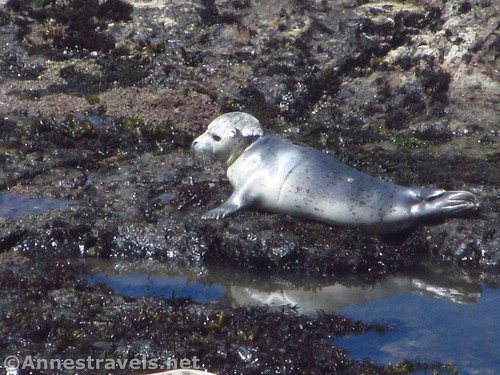 The baby seal at Point Arena-Stornetta National Monument, California