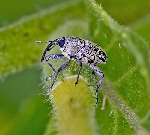 insect weevil baridinae