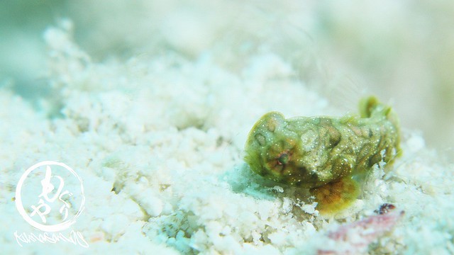 ニシキテグリ幼魚