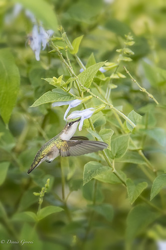 flower meadowlark virginia action bird hummingbird summer sunrise wildlife vienna unitedstates us